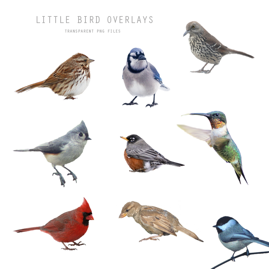 Little Bird Overlays – 
