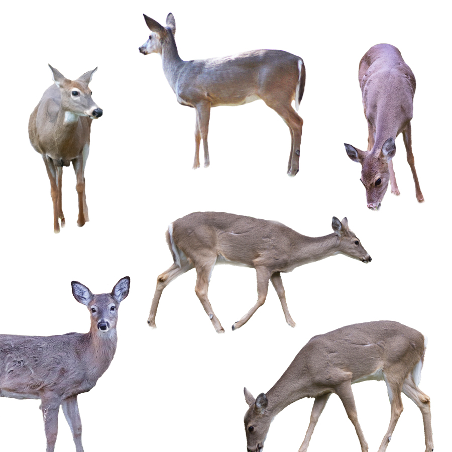 Deer Overlays – 