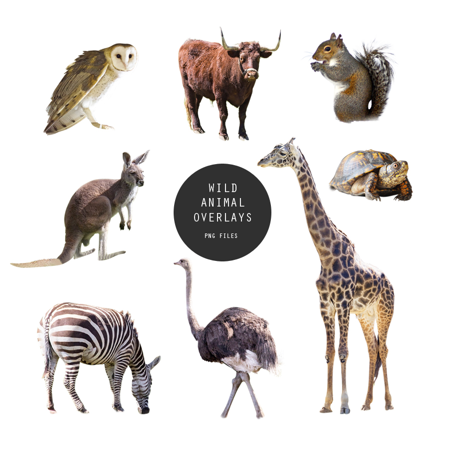 Wild Animal Overlays – 