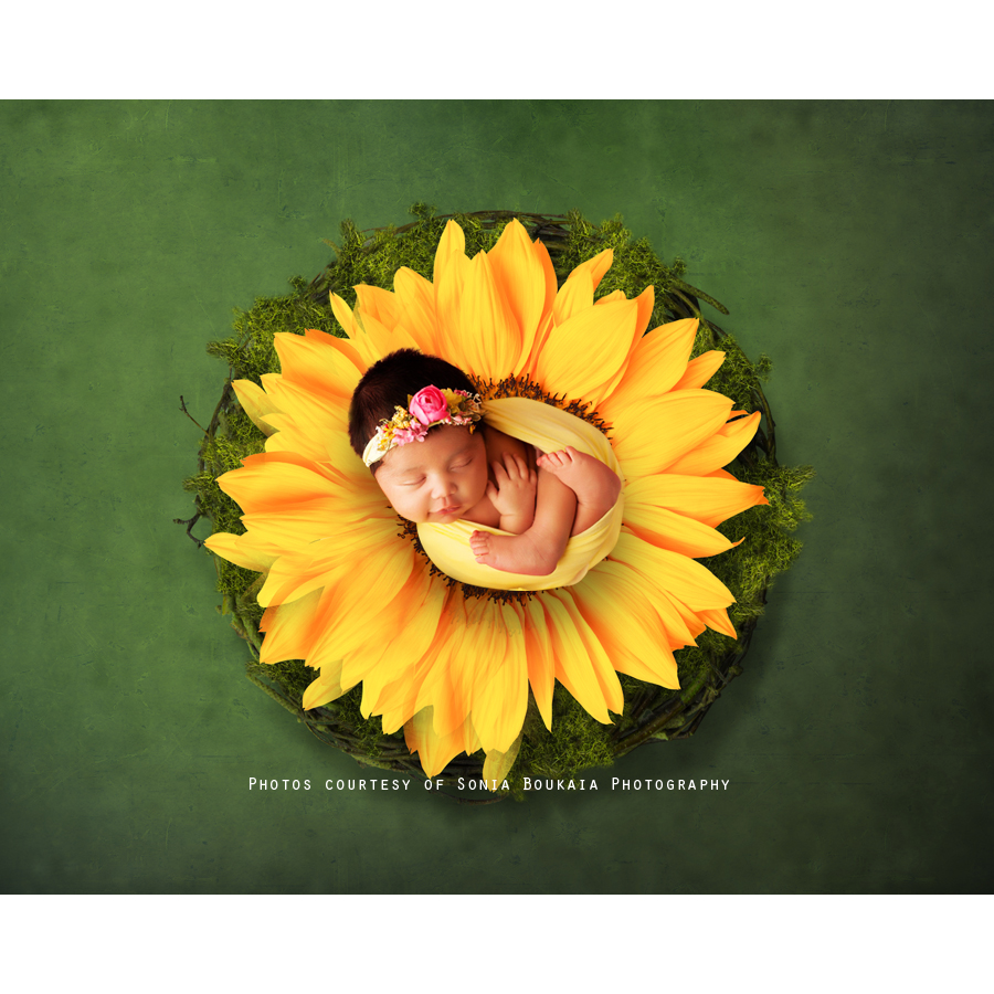 Painted Sunflower Digital Backdrops | Squijoo.com