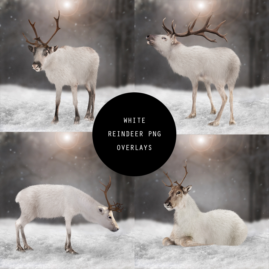 White Reindeer 