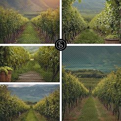 Dreamy Vineyard Digital Backdrops