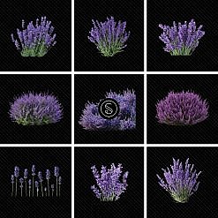 Lavender Plant Digital Overlays