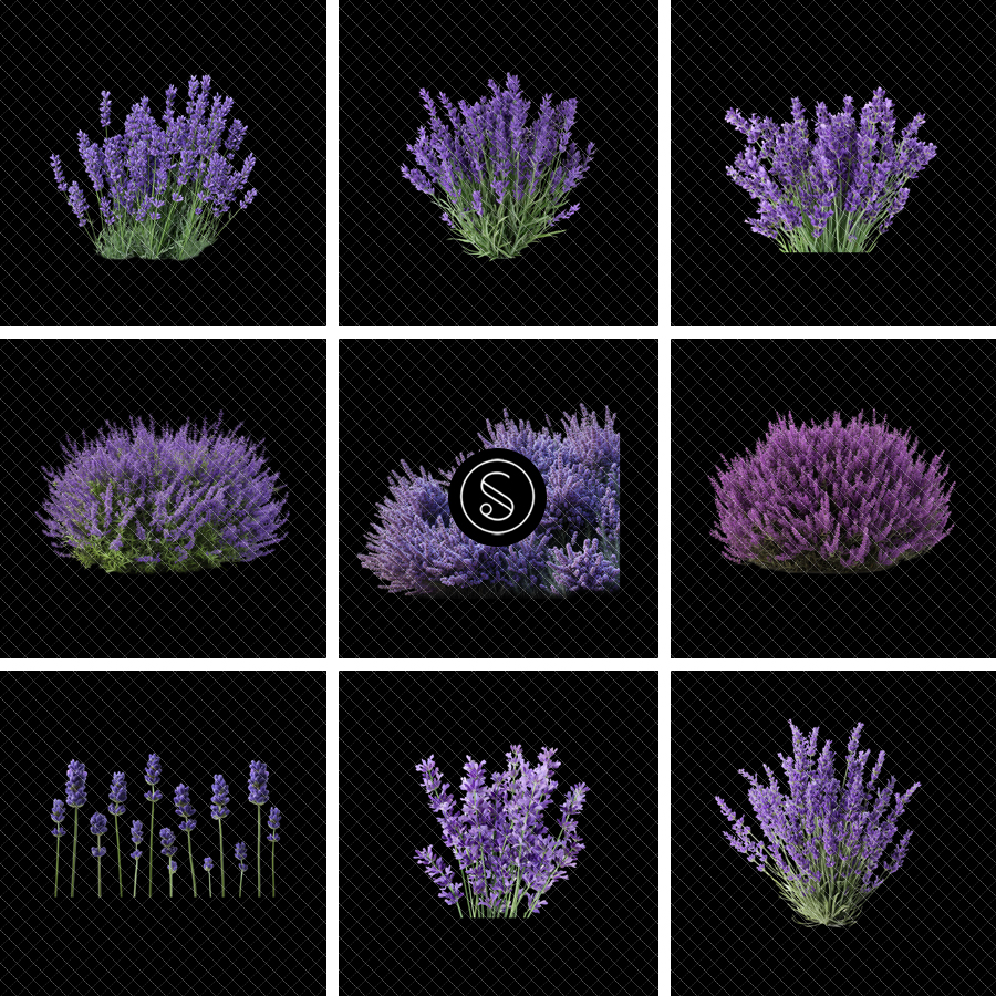Lavender Plant Digital Overlays
