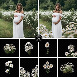 Plant Digital Overlays - White Daisy Flowers