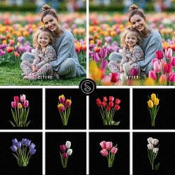 Plant Digital Overlays - Tulip Flowers