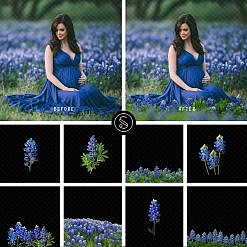 Plant Digital Overlays - Bluebonnet