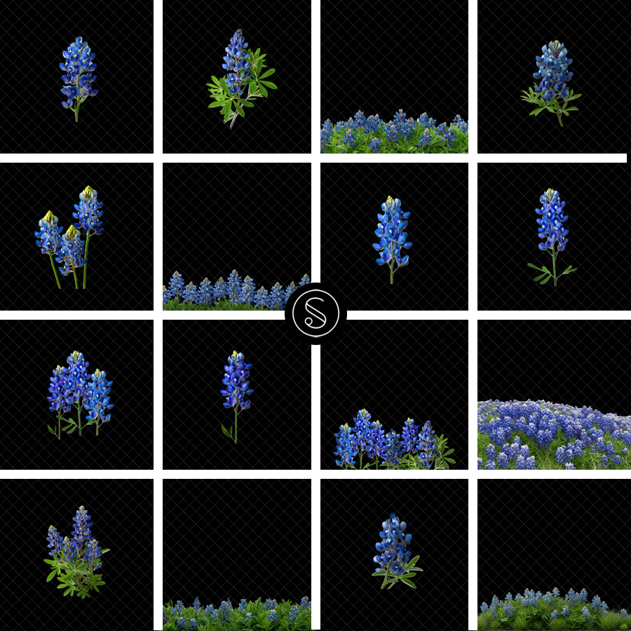 Plant Digital Overlays - Bluebonnet - Image 2